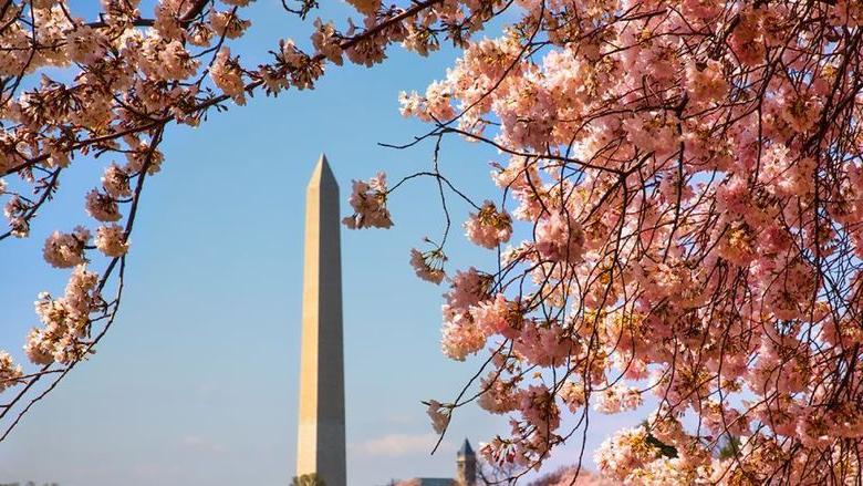 The Washington Memorial in D.C. surrounded by cherry blossoms