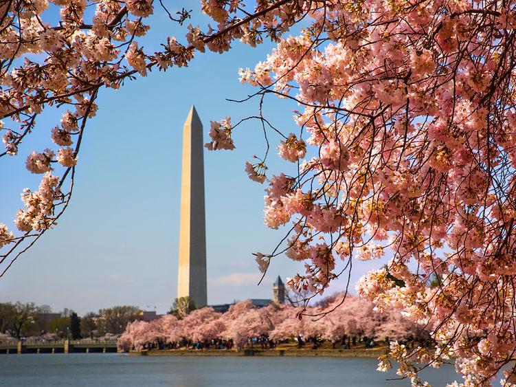 The Washington Memorial in D.C. surrounded by cherry blossoms